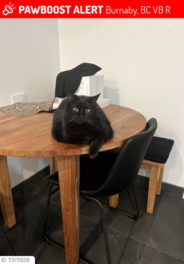 Lost Female Cat last seen Halifax Park, Burnaby, BC V5B 2R3