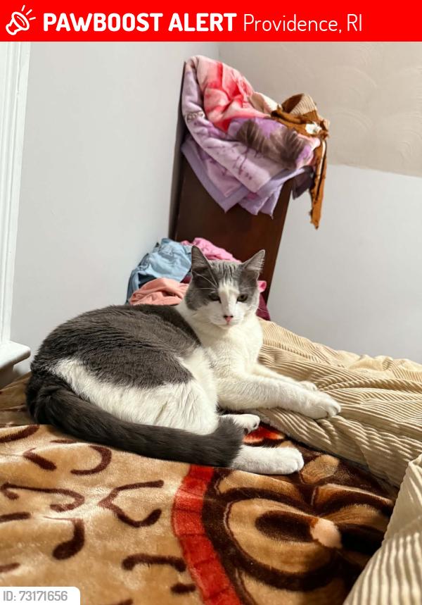 Lost Male Cat last seen Plainfield st, Providence, RI 02909
