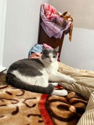 Lost Male Cat last seen Plainfield st, Providence, RI 02909