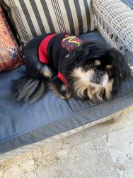 Lost Female Dog last seen Near Red Cedar Elementary, Bluffton, SC 29910