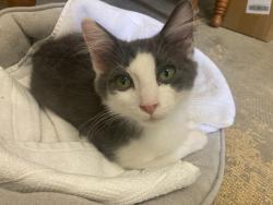 Shelter Stray Male Cat last seen Bexar County, 3353 Morningside Dr, New Braunfels, TX 78132, USA