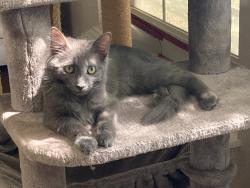 Shelter Stray Female Cat last seen Bexar County, 3353 Morningside Dr, New Braunfels, TX 78132, USA
