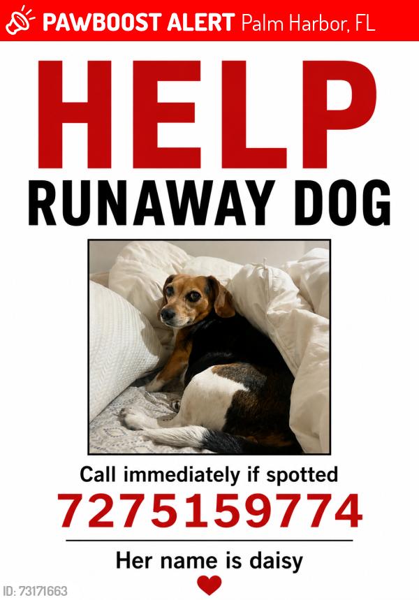 Lost Female Dog last seen Off curlew, running into neighbor hoods and fields, Palm Harbor, FL 34684