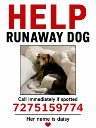 Lost Female Dog last seen Off curlew, running into neighbor hoods and fields, Palm Harbor, FL 34684