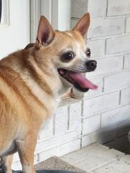Found/Stray Female Dog last seen Shoally Creek Rd., Boiling Springs, SC 29316