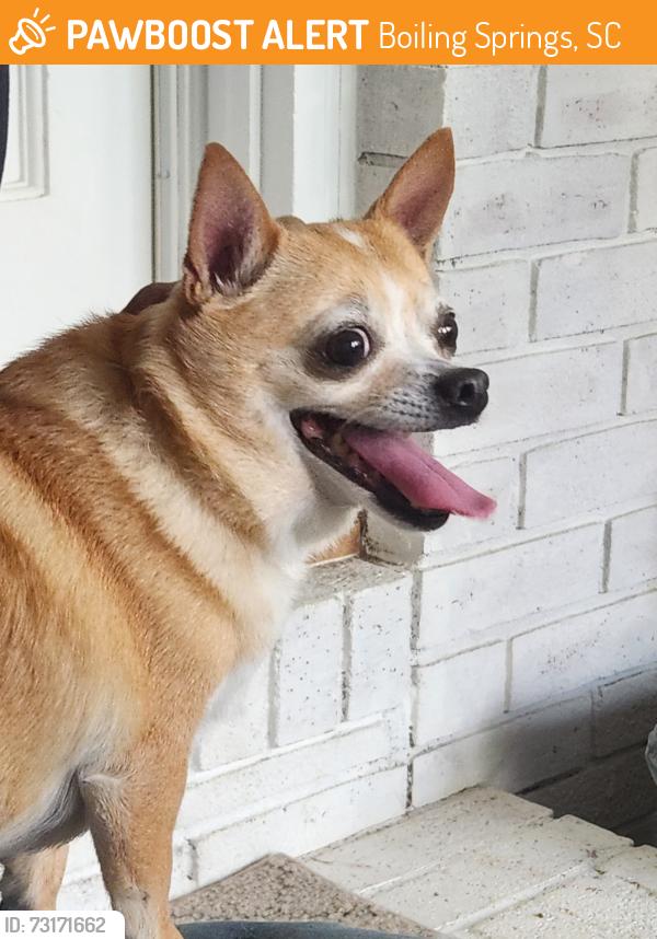 Found/Stray Female Dog last seen Shoally Creek Rd., Boiling Springs, SC 29316