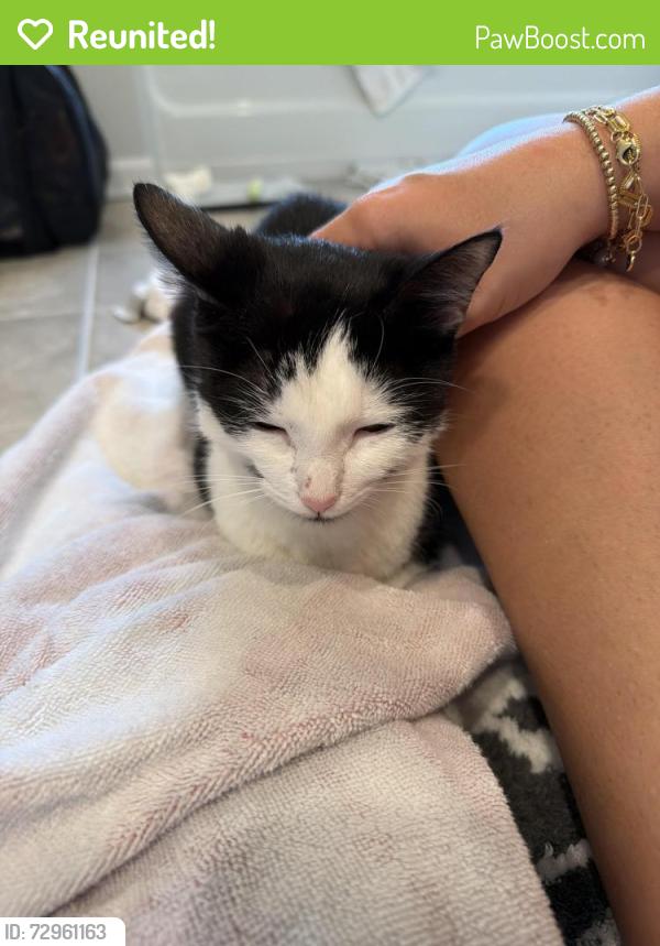 Reunited Female Cat last seen BJ’s gas station, BJ’s wholesale club, Bryant at Summerville apmts, Summerville, SC 29483