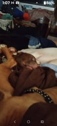 Lost Male Dog last seen Near and Reese lane, Azle, TX 76020