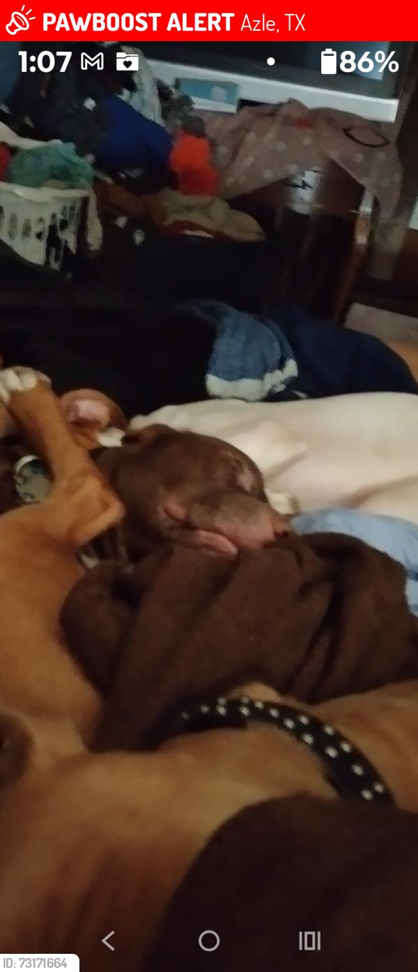 Lost Male Dog last seen Near and Reese lane, Azle, TX 76020