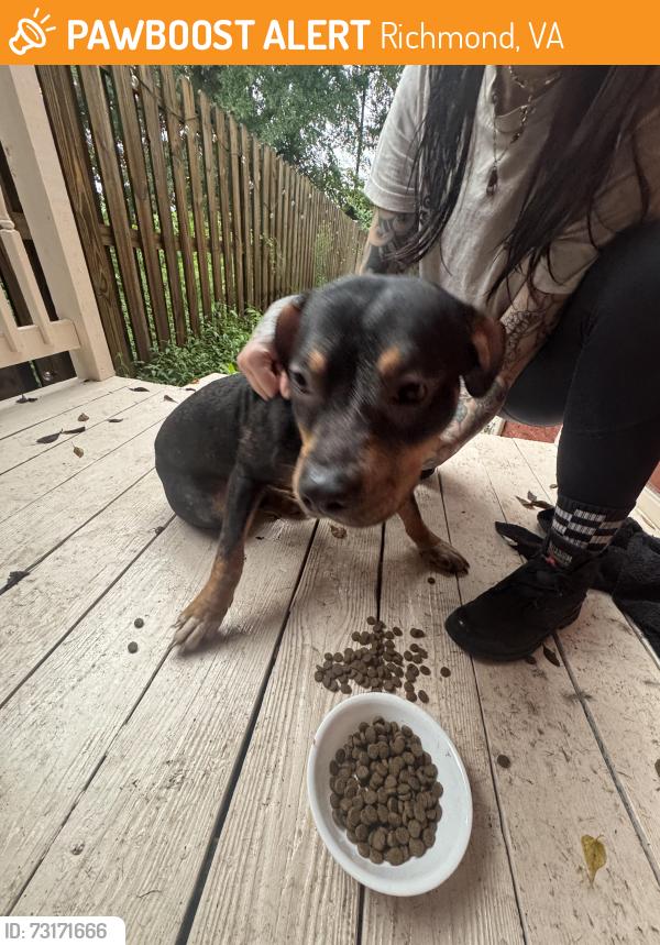 Found/Stray Female Dog last seen Near Venable Street, Richmond, VA 23223