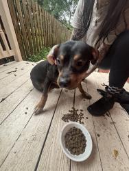 Found/Stray Female Dog last seen Near Venable Street, Richmond, VA 23223