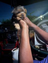 Reunited Male Dog last seen Wildwood and inman, Cleveland, TN 37311