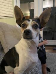 Reunited Female Dog last seen Old Cliffs Rs, San Diego, CA 92120