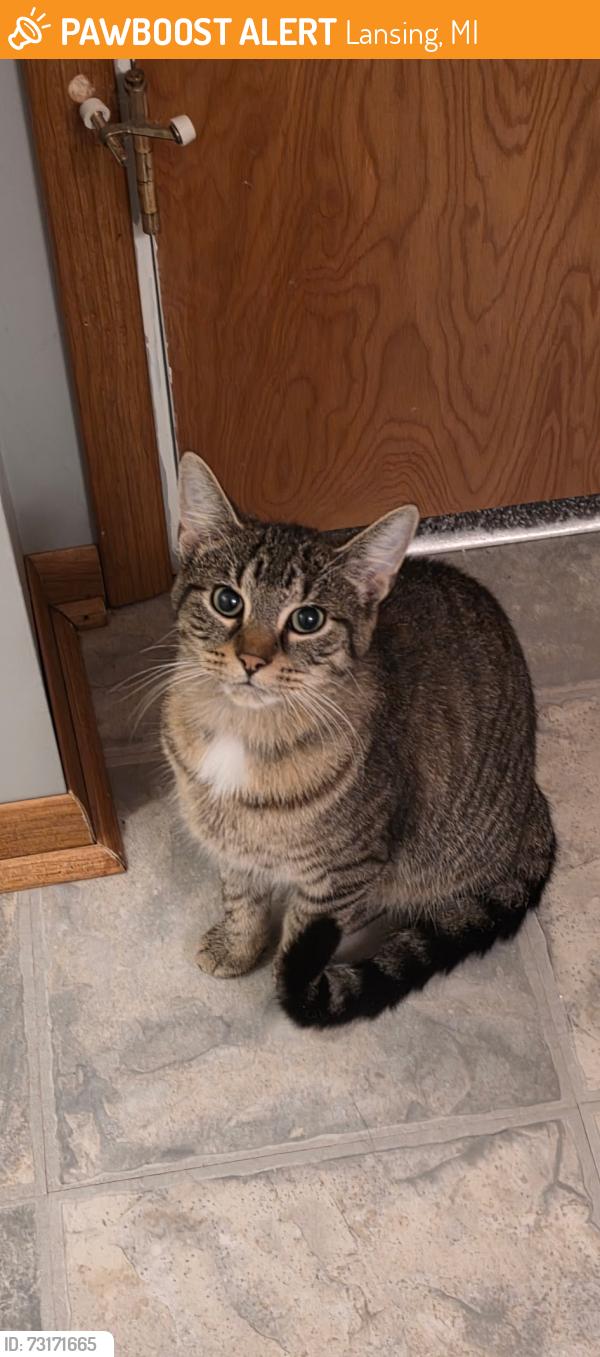 Found/Stray Male Cat last seen N. Cedar Street between Maple & Ash, Lansing, MI 48906