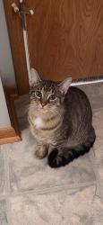 Found/Stray Male Cat last seen N. Cedar Street between Maple & Ash, Lansing, MI 48906