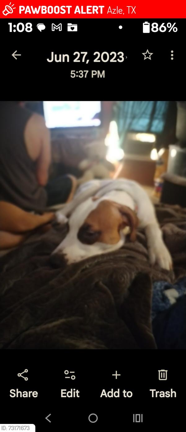 Lost Male Dog last seen Near and Reese lane, Azle, TX 76020