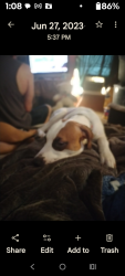 Lost Male Dog last seen Near and Reese lane, Azle, TX 76020