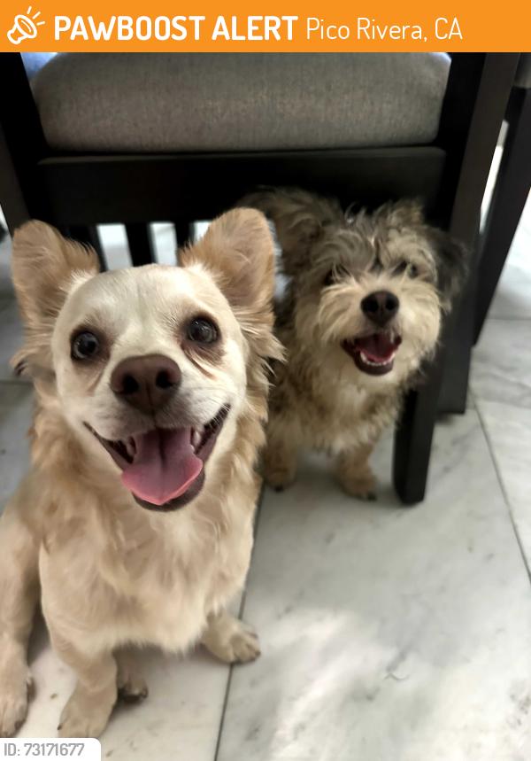 Found/Stray Male Dog last seen Rosemead blvds and whittier, Pico Rivera, CA 90660