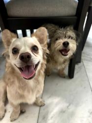 Found/Stray Male Dog last seen Rosemead blvds and whittier, Pico Rivera, CA 90660