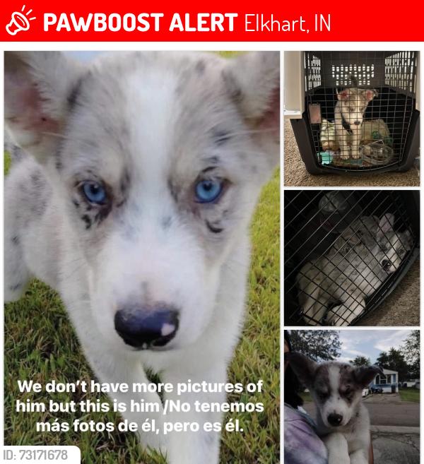 Lost Male Dog last seen Near Wagner Ave Elkhart, IN 46516 United States, Elkhart, IN 46516