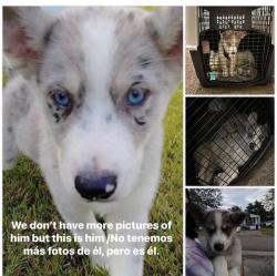 Lost Male Dog last seen Near Wagner Ave Elkhart, IN 46516 United States, Elkhart, IN 46516