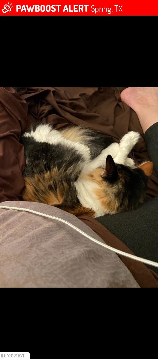 Lost Female Cat last seen Cypresswood apmt Fire near Kuykendahl, Spring, TX 77379