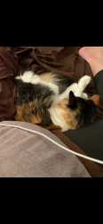 Lost Female Cat last seen Cypresswood apmt Fire near Kuykendahl, Spring, TX 77379