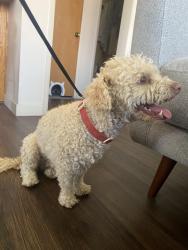 Reunited Male Dog last seen Country club and Date sr, Rialto, CA 92377