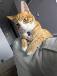 Lost Male Cat last seen Sunn fjord cndmniums, Bremerton, WA 98312