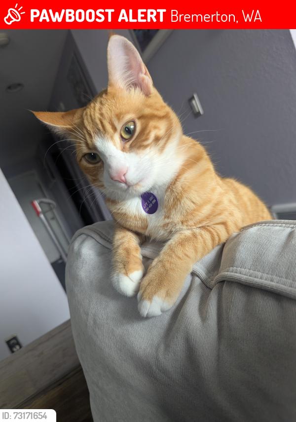 Lost Male Cat last seen Sunn fjord cndmniums, Bremerton, WA 98312