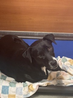 Shelter Stray Female Dog last seen Near BLOCK SW 133RD CT,, 3599 NW 79th Ave, Doral, FL 33122, USA