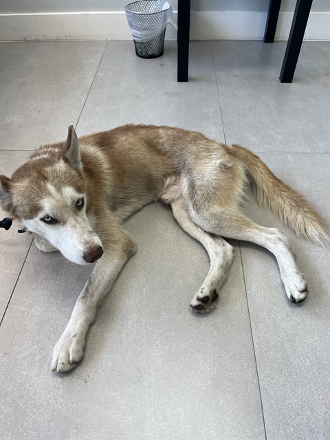 Shelter Stray Male Dog last seen Near BLOCK QUAIL ROOSTE DR, 3599 NW 79th Ave, Doral, FL 33122, USA