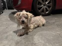 Found/Stray Female Dog last seen Houston Rd, Macon, GA 31216