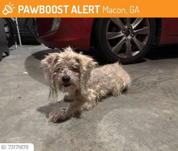 Found/Stray Female Dog last seen Houston Rd, Macon, GA 31216