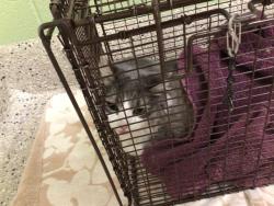 Shelter Stray Male Cat last seen Near BLOCK EMERSON CT, 12155 Park Blvd, Brighton, CO 80601, USA