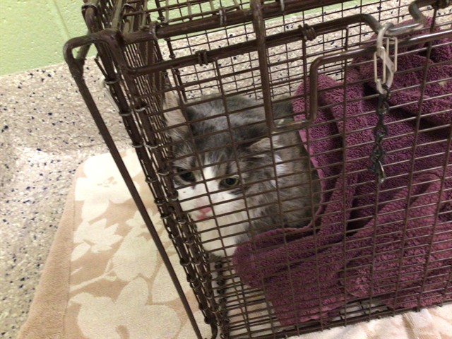 Shelter Stray Male Cat last seen Near BLOCK EMERSON CT, 12155 Park Blvd, Brighton, CO 80601, USA