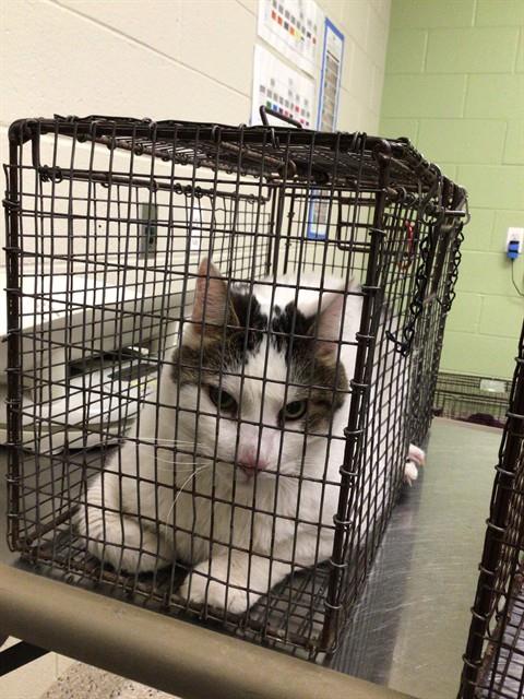 Shelter Stray Male Cat last seen Near BLOCK EMERSON CT, 12155 Park Blvd, Brighton, CO 80601, USA