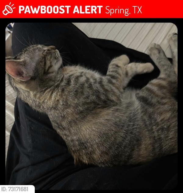 Lost Female Cat last seen Cypresswood apmt Fire near Kuykendahl, Spring, TX 77379