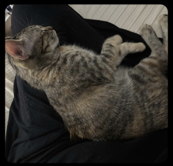 Lost Female Cat last seen Cypresswood apmt Fire near Kuykendahl, Spring, TX 77379