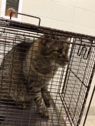 Shelter Stray Male Cat last seen Near BLOCK EMERSON CT, 12155 Park Blvd, Brighton, CO 80601, USA