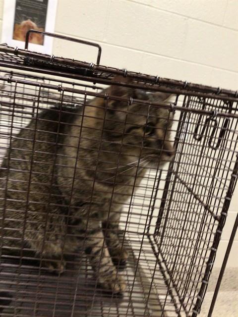 Shelter Stray Male Cat last seen Near BLOCK EMERSON CT, 12155 Park Blvd, Brighton, CO 80601, USA
