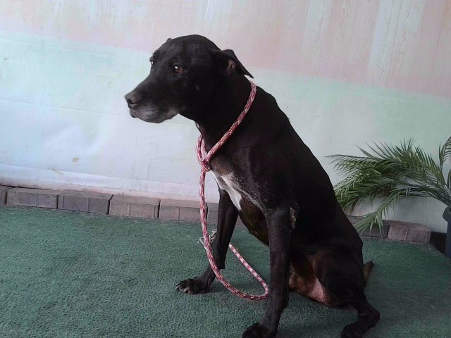 Shelter Stray Male Dog last seen , 4275 Elton St, Baldwin Park, CA 91706, USA