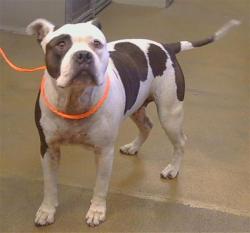 Shelter Stray Female Dog last seen TRIMMER WAY/CUTLER WAY, 95828, 3839 Bradshaw Rd, Sacramento, CA 95827, USA