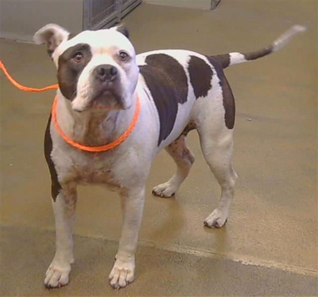 Shelter Stray Female Dog last seen TRIMMER WAY/CUTLER WAY, 95828, 3839 Bradshaw Rd, Sacramento, CA 95827, USA
