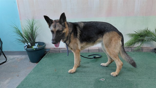Shelter Stray Unknown Dog last seen , 4275 Elton St, Baldwin Park, CA 91706, USA