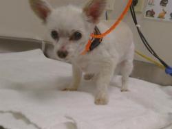 Shelter Stray Female Dog last seen FAIR OAKS BLVD/NIESSEN WAY, 95628, 3839 Bradshaw Rd, Sacramento, CA 95827, USA