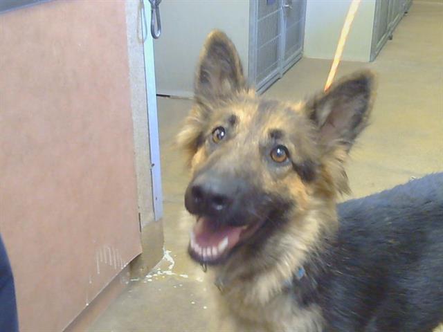 Shelter Stray Female Dog last seen CALVINE RD/CLIFFCREST RD, 95828, 3839 Bradshaw Rd, Sacramento, CA 95827, USA