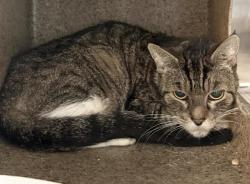 Shelter Stray Female Cat last seen , 3201 Lacy St, Los Angeles, CA 90031, USA