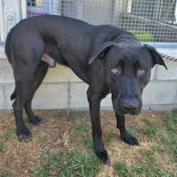 Shelter Stray Male Dog last seen Near BLOCK LUSK AVE CERRITOS, CA, Cerritos, CA 90703, USA