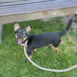 Shelter Stray Male Dog last seen Near BLOCK SOUTH ST CERRITOS, CA, Cerritos, CA 90703, USA